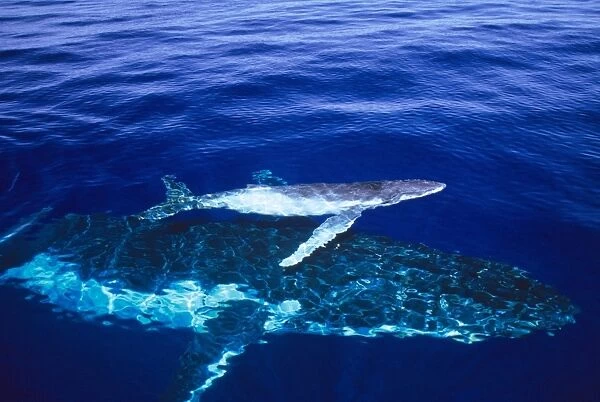 Humpback Whale - female and her week-old calf Tonga JLR05883