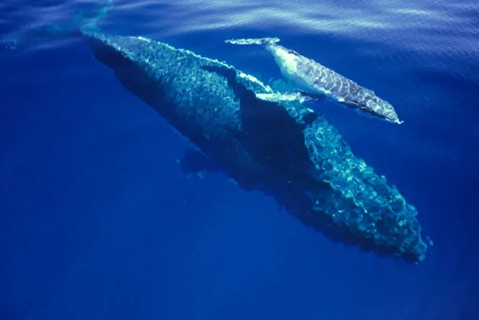 Framed Print : Humpback Whale - female and her week-old calf Tonga JLR05877 Framed Print : Humpback Whale - female and her week-old calf Tonga JLR05877