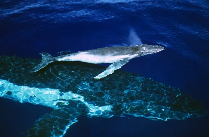 Framed Print : Humpback Whale - female and her week-old calf Tonga JLR05903 Framed Print : Humpback Whale - female and her week-old calf Tonga JLR05903