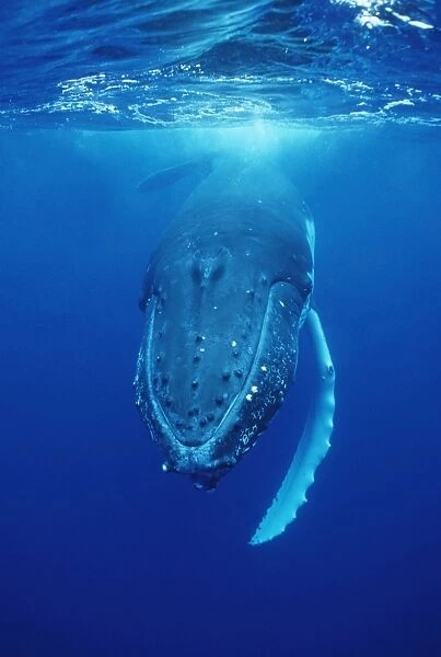 Humpback Whale FG 12433 Swimming underwater - Tonga, South Pacific Megaptera novaeangliae © Francois Gohier  /  ardea. com