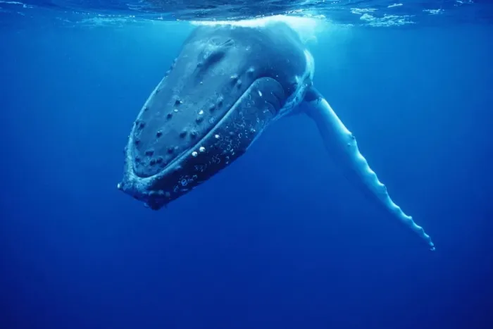 Framed Print : Humpback Whale FG 12434 Swimming underwater - Tonga, South Pacific Megaptera novaeangliae © Francois Gohier / ardea. com Framed Print : Humpback Whale FG 12434 Swimming underwater - Tonga, South Pacific Megaptera novaeangliae © Francois Gohier / ardea. com