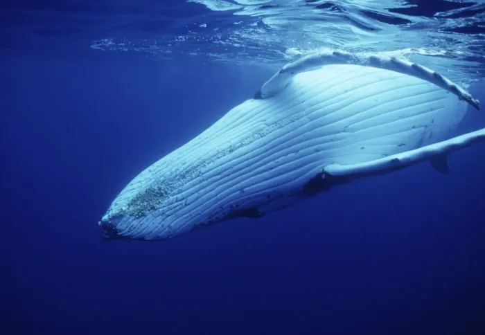 Framed Print : Humpback Whale FG 12435 Swimming underwater showing throat and ventral grooves Vava'u, Kingdom of Tonga, South Pacific Megaptera novaeangliae © Francois Gohier / ardea. com Framed Print : Humpback Whale FG 12435 Swimming underwater showing throat and ventral grooves Vava'u, Kingdom of Tonga, South Pacific Megaptera novaeangliae © Francois Gohier / ardea. com