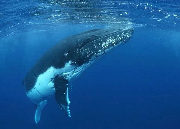 Humpback Whale FG 12436 Swimming underwater - Tonga, South Pacific Megaptera novaeangliae © Francois Gohier  /  ardea. com