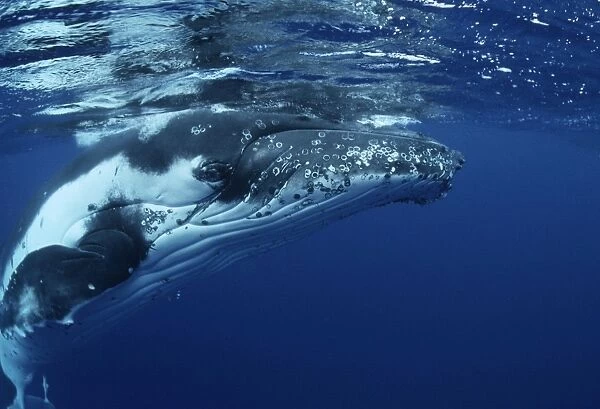 Humpback Whale FG 12437 Swimming underwater Vava'u, Kingdom of Tonga, South Pacific Megaptera novaeangliae © Francois Gohier  /  ardea. com