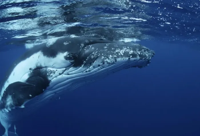 Framed Print : Humpback Whale FG 12437 Swimming underwater Vava'u, Kingdom of Tonga, South Pacific Megaptera novaeangliae © Francois Gohier / ardea. com Framed Print : Humpback Whale FG 12437 Swimming underwater Vava'u, Kingdom of Tonga, South Pacific Megaptera novaeangliae © Francois Gohier / ardea. com