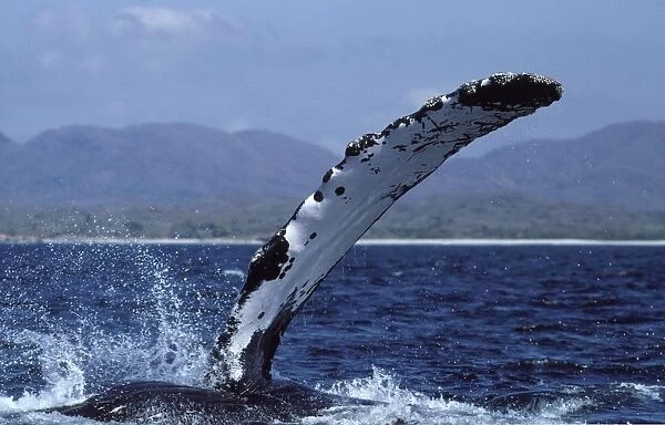 Humpback whale - flipper-slapping. Bahia de Banderas, Nayarit State, Mexico. Humpbacks wintering in this area feed in summer along the coast of Central California, USA CZ 430