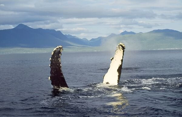 Humpback Whale - flipper slapping Alaska