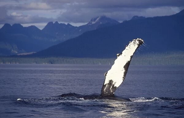 Humpback whale - Flipper-slapping Inside Passage, Southeast Alaska