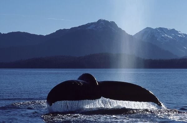 Humpback whale flukes Southeast Alaska CY 563