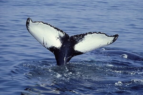 Humpback whale - Flukes. Stellwagen Bank Marine Sanctuary, Gulf of Maine, Atlantic Ocean CY 354