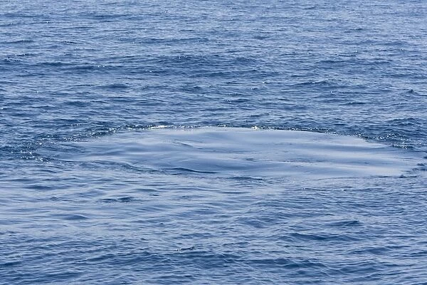 Humpback Whale - footprint - Baja California - Mexico