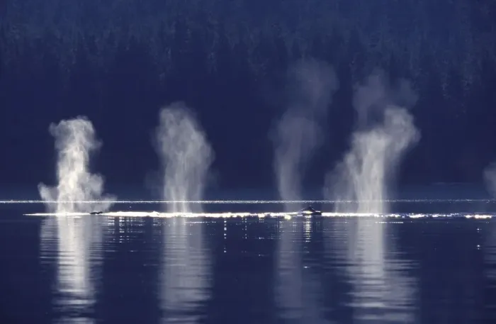 Framed Print : Humpback whale - Several humpbacks blowing; early morning. Chatham Strait, Southeast Alaska Framed Print : Humpback whale - Several humpbacks blowing; early morning. Chatham Strait, Southeast Alaska