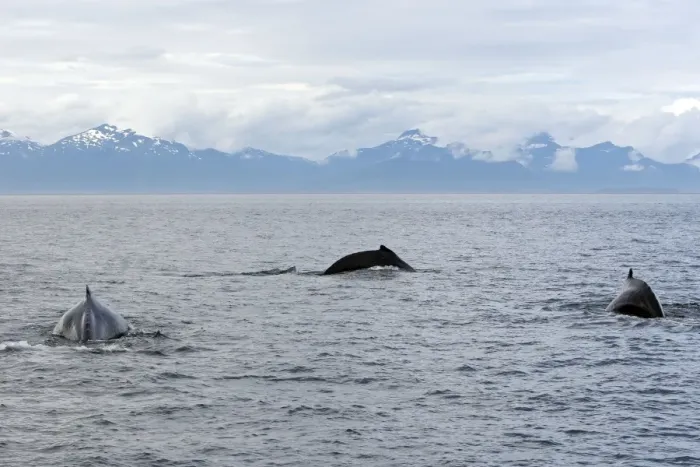 Framed Print : Humpback Whale - inside Passage - Alaska Framed Print : Humpback Whale - inside Passage - Alaska