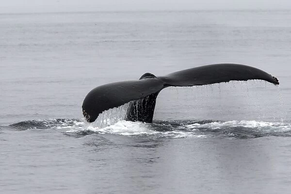 Humpback Whale - Johnstone Strait - British Colombia - Canada