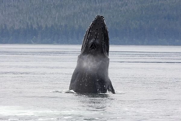Humpback Whale - lunge feeding