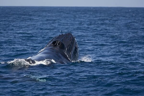 Humpback Whale - male showing aggressive  /  competitive behaviour during breeding season - Sea of Cortez - Baja California - Mexico