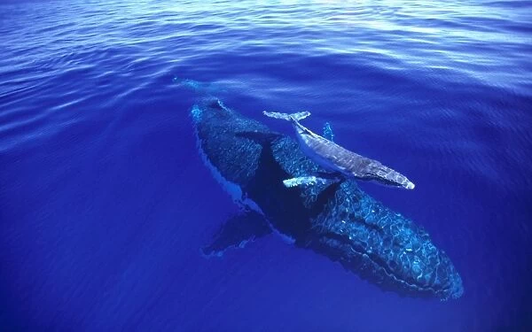 Humpback whale (Megaptera novaeangliae) female and week-old calf. Each year, the whales migrante from Antarctica to calve. Tonga, South Pacific