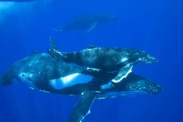 Humpback whale - Mother, calf, and 'escort' (the third whale visible in background). Note remoras hitching a ride under the mother. Vava'u, Tonga, South Pacific