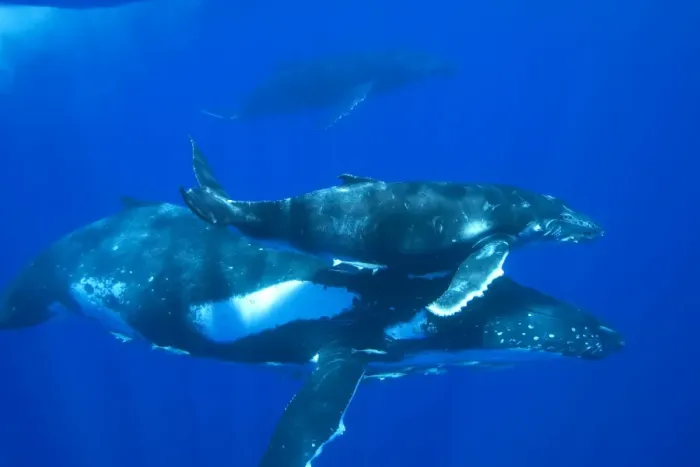 Framed Print : Humpback whale - Mother, calf, and escort (the third whale visible in background). Note remoras hitching a ride under the mother. Vava'u, Tonga, South Pacific Framed Print : Humpback whale - Mother, calf, and escort (the third whale visible in background). Note remoras hitching a ride under the mother. Vava'u, Tonga, South Pacific
