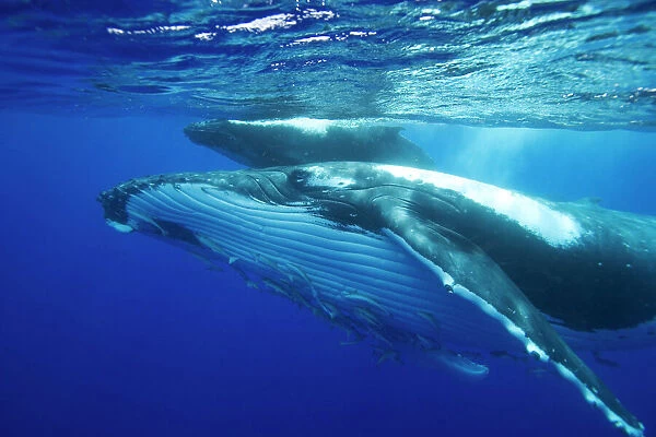 Humpback whale - Mother and calf. Note the throat pleats of the mother, and the numerous remoras hitching a ride on the whale. Vava'u, Tonga, South Pacific