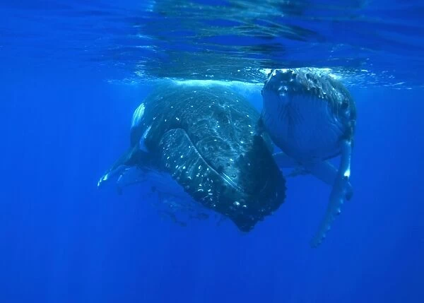 Humpback whale - Mother and calf resting near the surface. Vava'u, Tonga, South Pacific