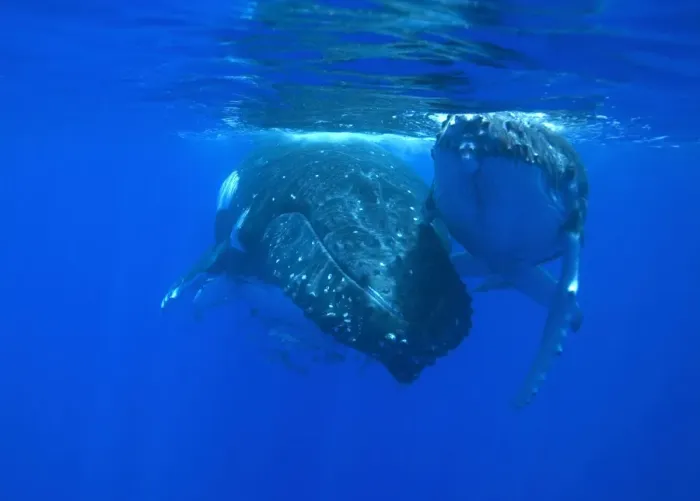 Framed Print : Humpback whale - Mother and calf resting near the surface. Vava'u, Tonga, South Pacific Framed Print : Humpback whale - Mother and calf resting near the surface. Vava'u, Tonga, South Pacific
