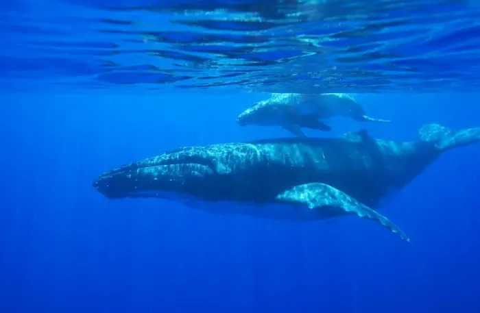Framed Print : Humpback whale - mother and calf Vava'u, Tonga, South Pacific Framed Print : Humpback whale - mother and calf Vava'u, Tonga, South Pacific
