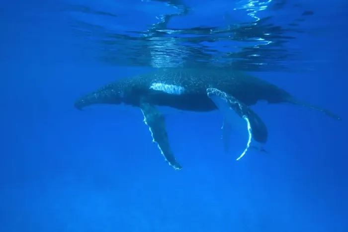 Framed Print : Humpback whale - mother and calf Vava'u, Tonga, South Pacific Framed Print : Humpback whale - mother and calf Vava'u, Tonga, South Pacific