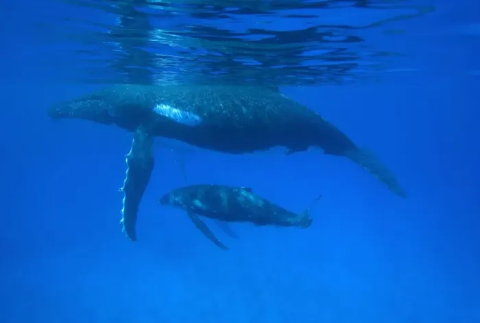 Framed Print : Humpback whale - mother and calf Vava'u, Tonga, South Pacific Framed Print : Humpback whale - mother and calf Vava'u, Tonga, South Pacific