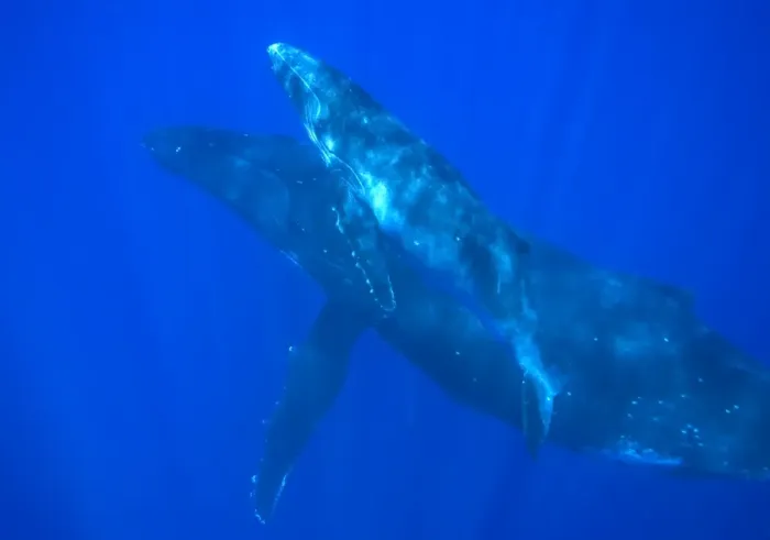 Framed Print : Humpback whale - mother and calf Vava'u, Tonga, South Pacific Framed Print : Humpback whale - mother and calf Vava'u, Tonga, South Pacific
