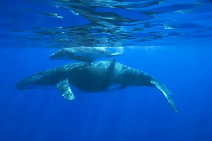 Framed Print : Humpback whale - mother and calf Vava'u, Tonga, South Pacific Framed Print : Humpback whale - mother and calf Vava'u, Tonga, South Pacific