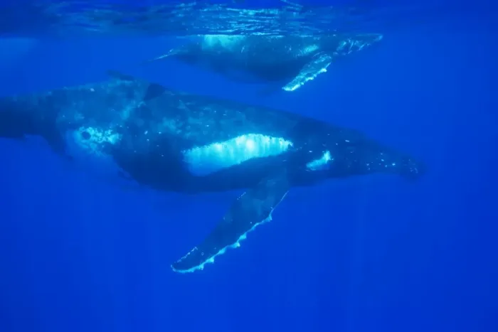 Framed Print : Humpback whale - mother and calf. Vava'u, Tonga, South Pacific Framed Print : Humpback whale - mother and calf. Vava'u, Tonga, South Pacific