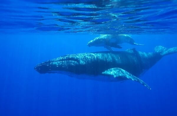 Humpback whale - mother and calf Vava'u, Tonga, South Pacific