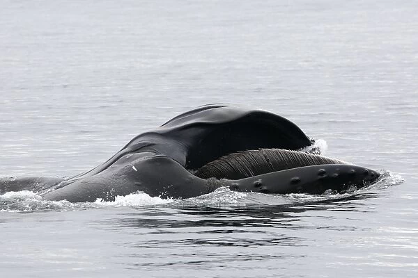 Humpback whale - Mouth open with lateral lunge - Surface feeding -Expandable throat grooves