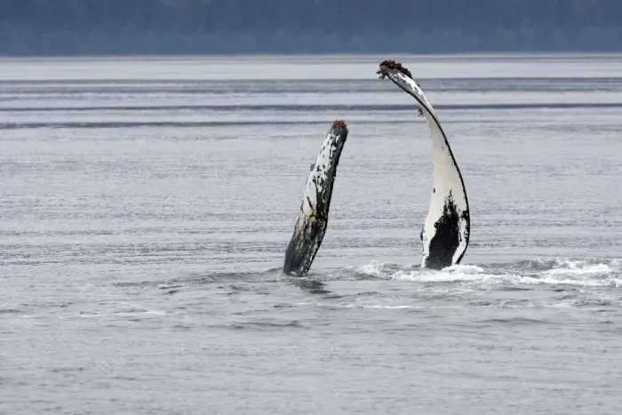 Framed Print : Humpback whale - pec-slap - lying on its side or back the whale is hitting the surface with one or both flippers - Pectoral fin with barnacles Framed Print : Humpback whale - pec-slap - lying on its side or back the whale is hitting the surface with one or both flippers - Pectoral fin with barnacles