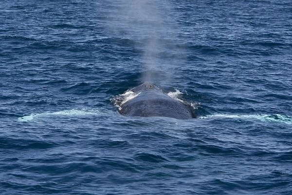 Humpback Whale - Sea of Cortez - Baja California - Mexico