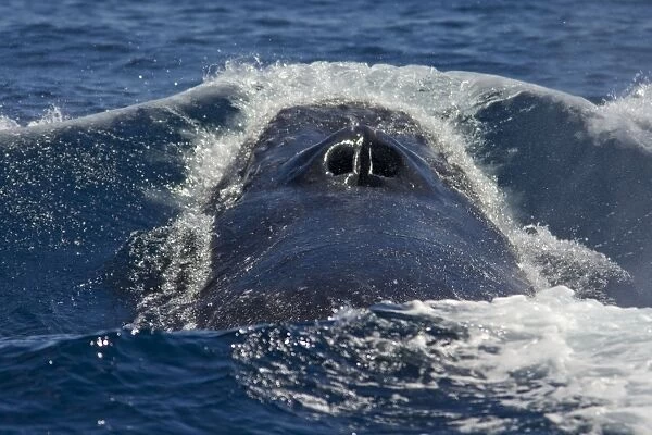 Humpback Whale - Sea of Cortez - Baja California - Mexico