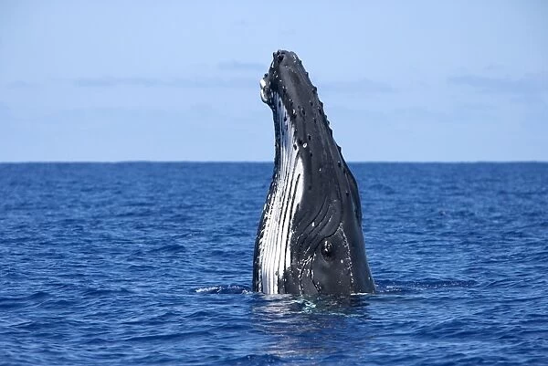 Humpback whale - Spyhopping Vava'u, Tonga, South Pacific