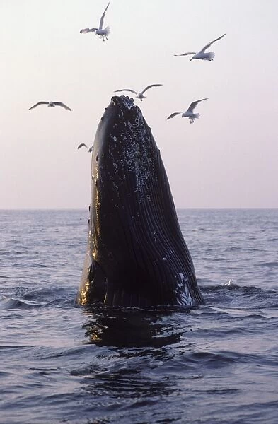 Humpback whale Stellwagen Bank Marine Sanctuary, Gulf of Maine, Atlantic Ocean DB 578
