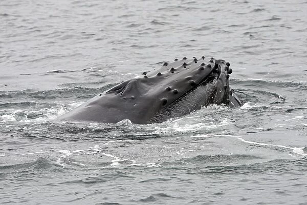 Humpback Whale - Surface feeding - Mouth open with lateral lunge - Frederick Sound - Inside Passage - Alaska