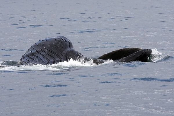 Humpback Whale - Surface feeding - Mouth open with lateral lunge - Expandable throat grooves - Frederick sound - inside Passage - Alaska