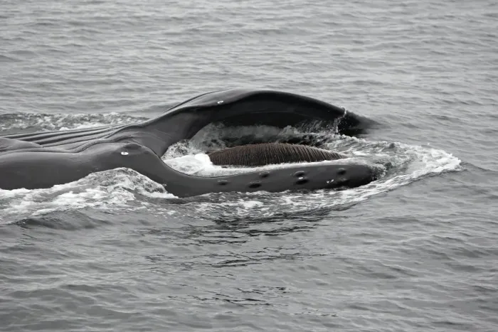 Framed Print : Humpback Whale - Surface feeding - Mouth open with lateral lunge - Expandable throat grooves - inside Passage - Alaska Framed Print : Humpback Whale - Surface feeding - Mouth open with lateral lunge - Expandable throat grooves - inside Passage - Alaska