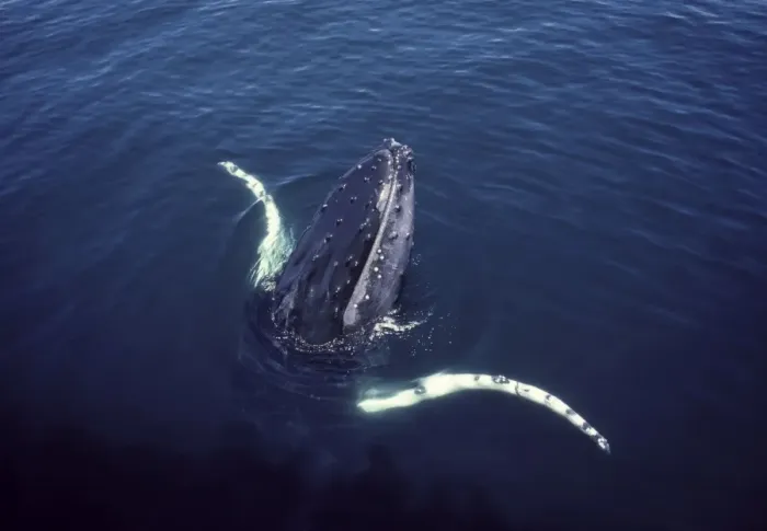 Framed Print : Humpback whale, surfacing near a whale watching boat Stellwagen Bank Marine Sanctuary, Gulf of Maine, Atlantic Ocean DB 566 Framed Print : Humpback whale, surfacing near a whale watching boat Stellwagen Bank Marine Sanctuary, Gulf of Maine, Atlantic Ocean DB 566