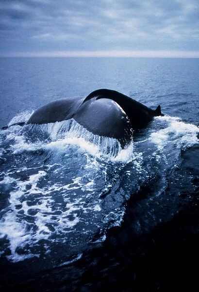 HUMPBACK WHALE - TAIL