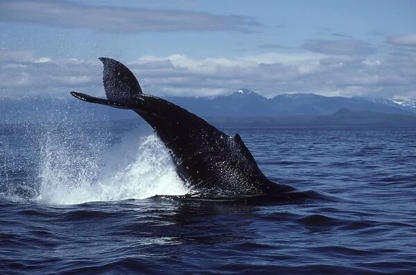 Humpback whale - Tail breach