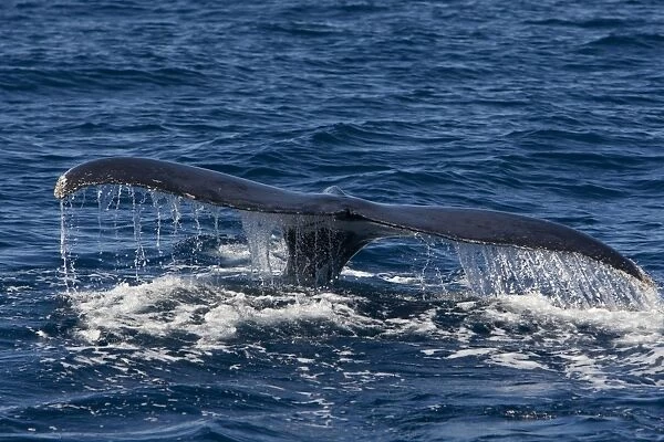 Humpback Whale - tail fin - Sea of Cortez - Baja California - Mexico