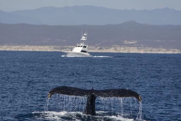 Humpback Whale - tail fin - Sea of Cortez - Baja California - Mexico