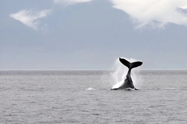 Humpback Whale - tail slapping - Inside Passage - Alaska