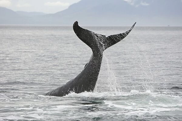 Humpback Whale - tail slapping - inside Passage - Alaska