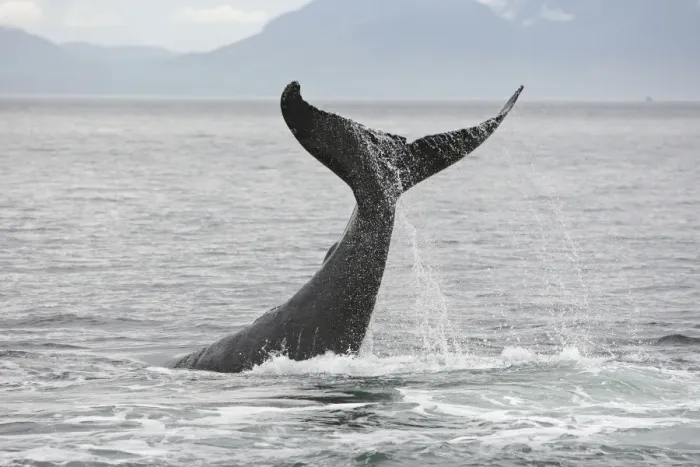 Framed Print : Humpback Whale - tail slapping - inside Passage - Alaska Framed Print : Humpback Whale - tail slapping - inside Passage - Alaska